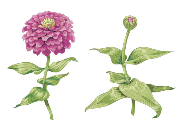 Beautiful pink zinnia flowers isolated on white background. One unblown bud on a stem with green leaves. Botanical vector Illustration. - Vector, afbeelding
