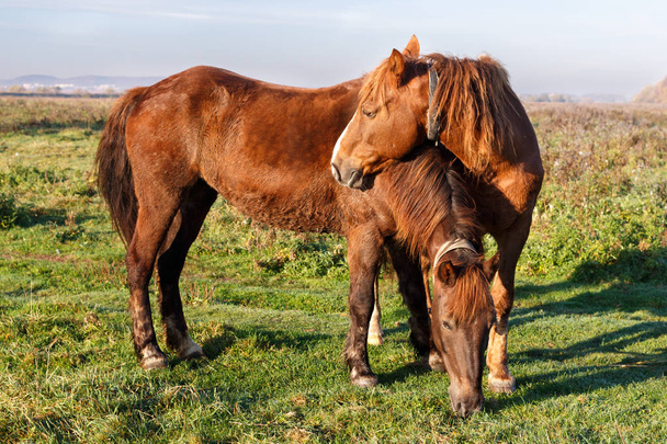 Un paio di bellissimi cavalli - Foto, immagini