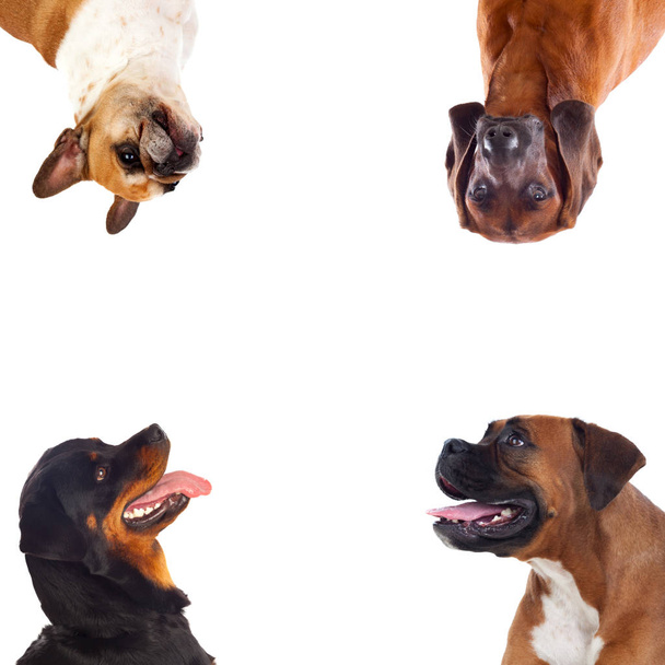 mignon différents chiens isolés sur fond blanc
 - Photo, image