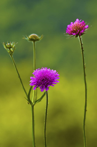 Knautia arvensis - Particolare dei fiori di Knautia arvensis in un prato di montagna in primavera
. - Foto, immagini