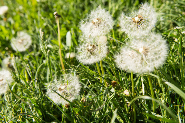 Selective focus on dandelion flowers on nature background.   - Photo, Image
