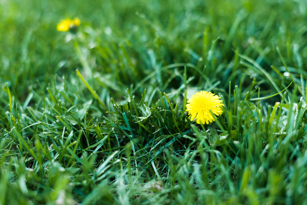 Amarelo florescendo dentes-de-leão no prado da primavera
 - Foto, Imagem