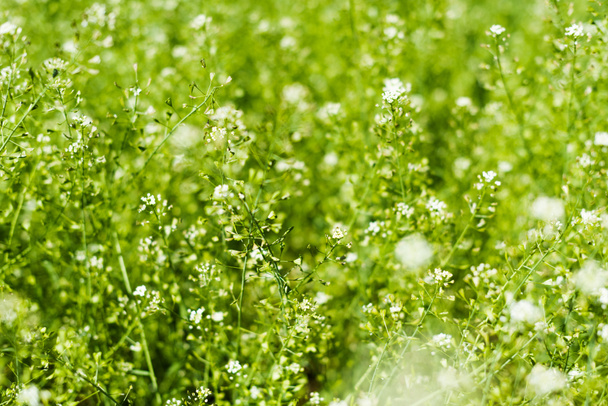 Дикі білі квіти на літньому газоні
 - Фото, зображення