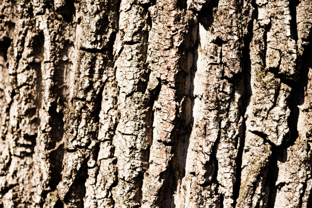 Kaba kahverengi ağaç kabuğu doku  - Fotoğraf, Görsel