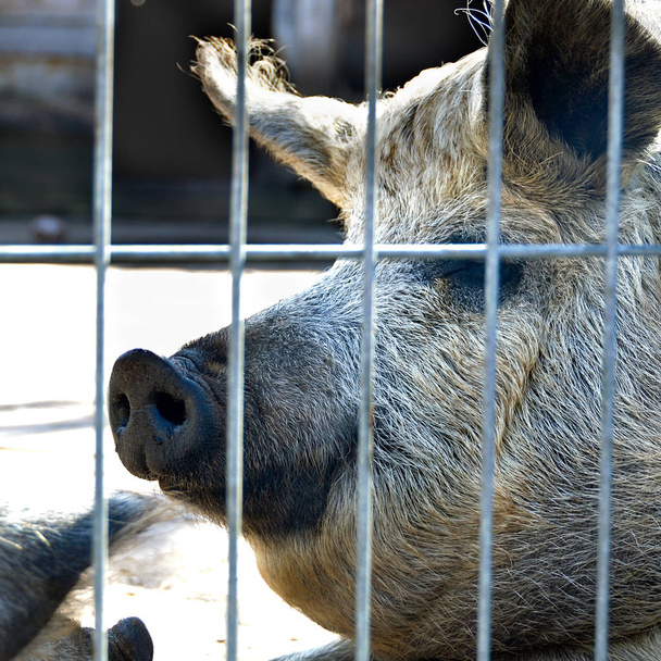 Retrato de cabeza de un lindo cerdo negro una granja
 - Foto, Imagen