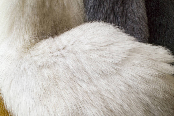 Fourrure, texture de fourrure naturelle blanche
 - Photo, image