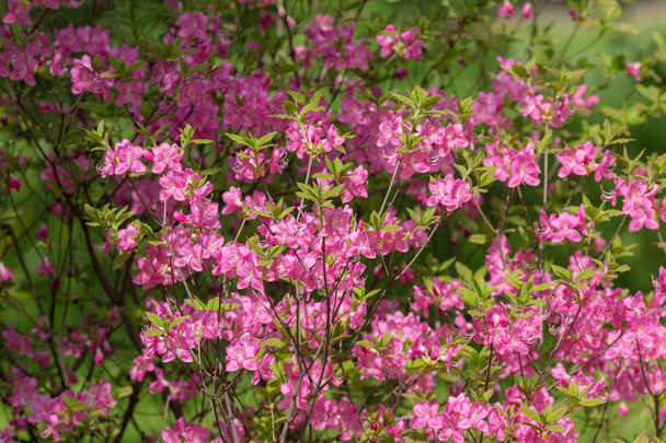 rhododendron in the spring park - Photo, Image