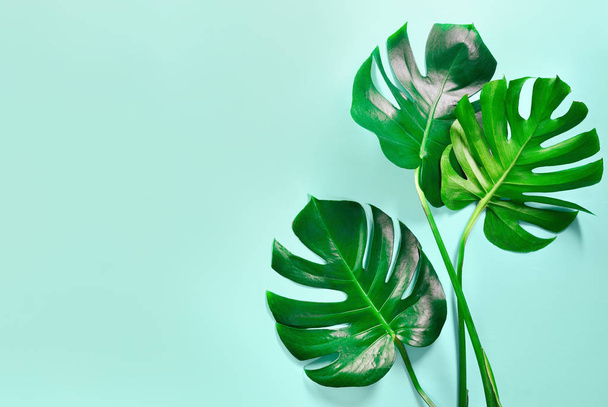 Monstera leaves summer background - Foto, immagini