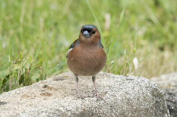 Finch fringilla coelebs lintu puussa
 - Valokuva, kuva