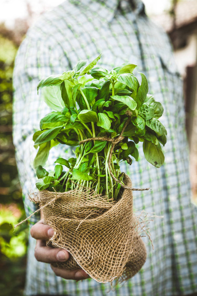 Farmer with herbs - Fotografie, Obrázek