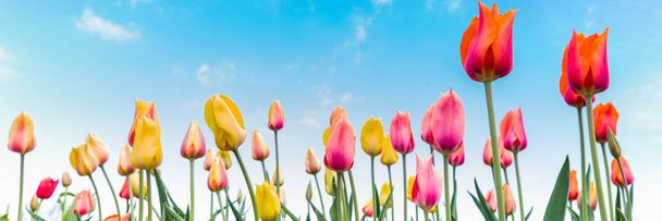 Colorful  tulips against a blue sky - Fotoğraf, Görsel