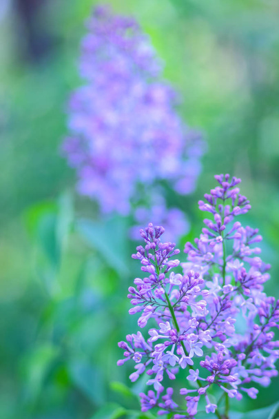 Lilac in violet toning, blooming lilac in sunlight, purple flowers with copy space, blank for postcard, blurred background, festive bouquet, art - 写真・画像
