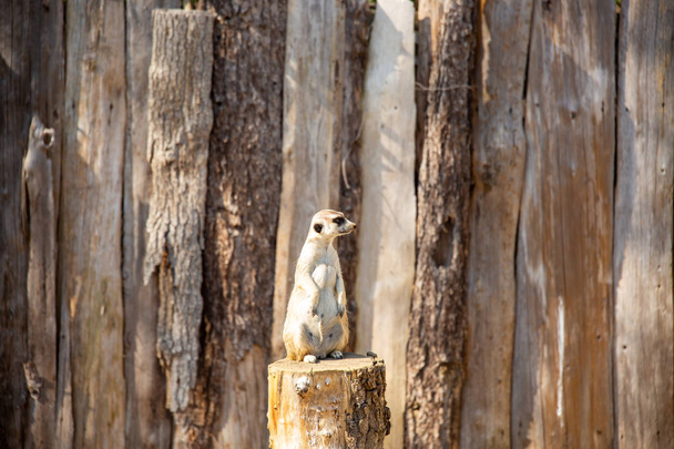 meerkat de pé em um toco de árvore olhando para a esquerda
 - Foto, Imagem