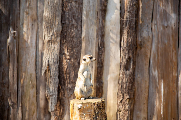 meerkat de pé em um toco de árvore olhando para a esquerda
 - Foto, Imagem