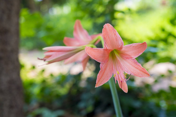 Λουλούδια κρίνος Μπελαντόνα (Αμαρυλλίς Belladonna) στον κήπο. - Φωτογραφία, εικόνα