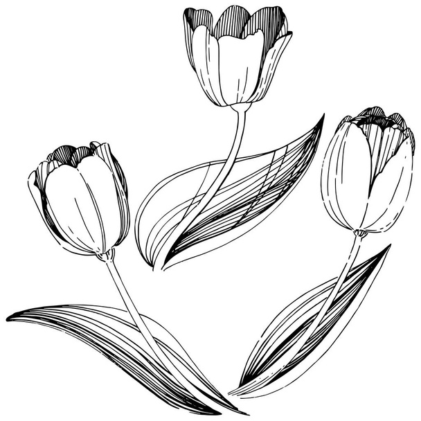 分離ベクトル スタイルでワイルドフラワー チューリップの花. - ベクター画像