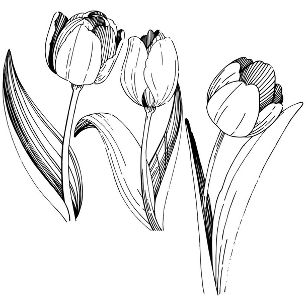 Fleur de tulipe de fleurs sauvages dans un style vectoriel isolé
. - Vecteur, image