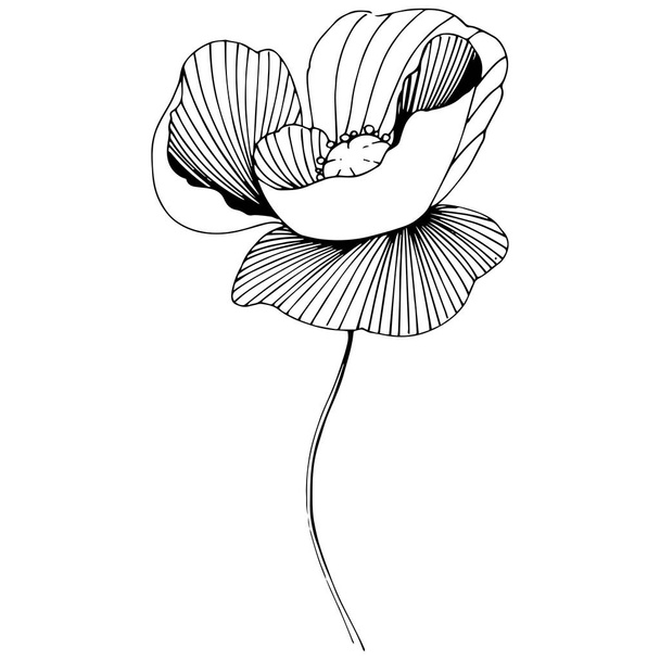 Wildflower poppies flower in a vector style isolated. - Vektori, kuva