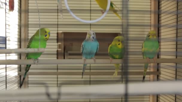 Papageien im Vogelkäfig - Filmmaterial, Video