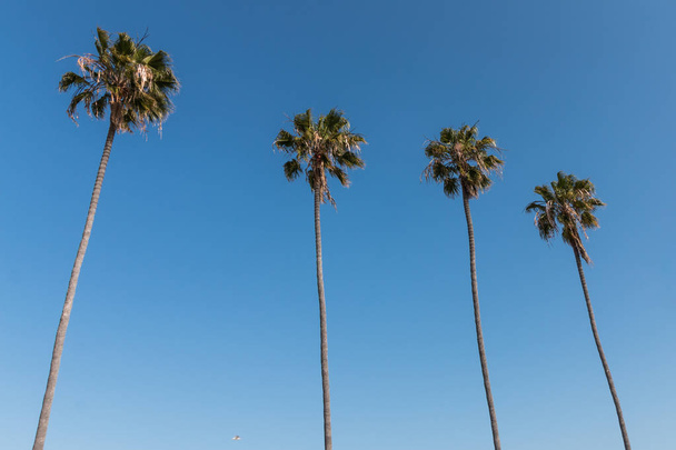 A row of four Washingtonia robusta palm trees in Southern California. - Foto, imagen