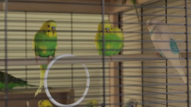 die Papageien putzen die - Filmmaterial, Video