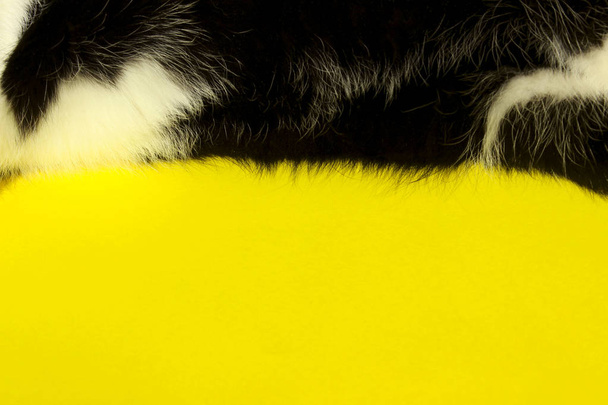 Abstract Animal Background.Black and White, Animals Concept. Cat`s Stomach on Yellow Background. Cat`s Fur. Cropped Shot Of A Black Cat. - Photo, Image