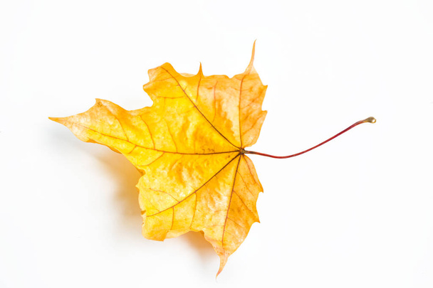 zářivě barevné podzimní listí - Fotografie, Obrázek