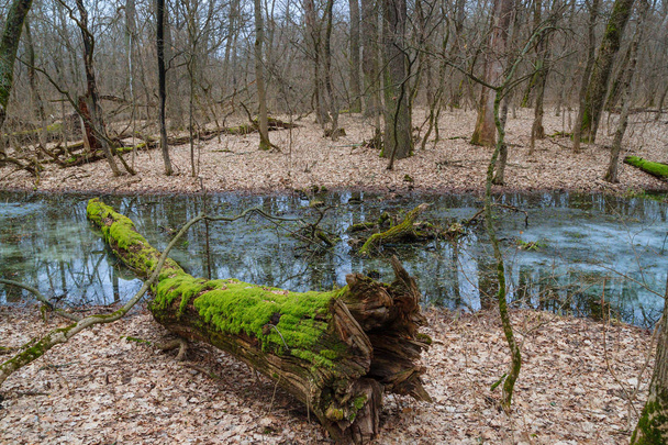 Tree with moss in the winter forest - Zdjęcie, obraz