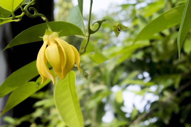 Цветок иланга иланга или аромат кананги на дереве
. - Фото, изображение