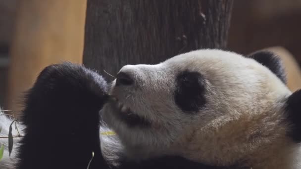 Il panda gigante (Ailuropoda melanoleuca, piede di gatto bianco e nero), noto anche come orso panda o semplicemente panda, è originario della Cina centro-meridionale
. - Filmati, video