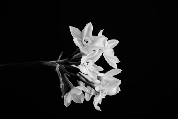 Narcissus in balck and white. Close up - Foto, Imagem