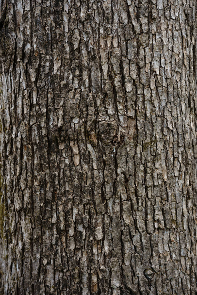 skin of tree in spring - Zdjęcie, obraz