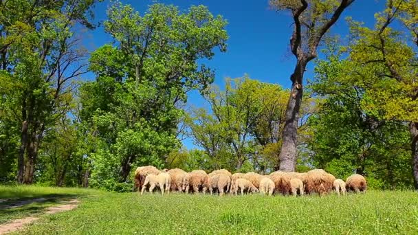 the herd of sheep grazes on green a meadow - Footage, Video