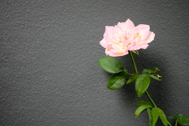 Vaaleanpunaiset ruusut oksat ja vihreät lehdet harmailla seinillä
 - Valokuva, kuva