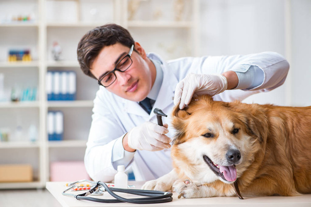 Врач осматривает собаку-ретривера в ветеринарной клинике - Фото, изображение