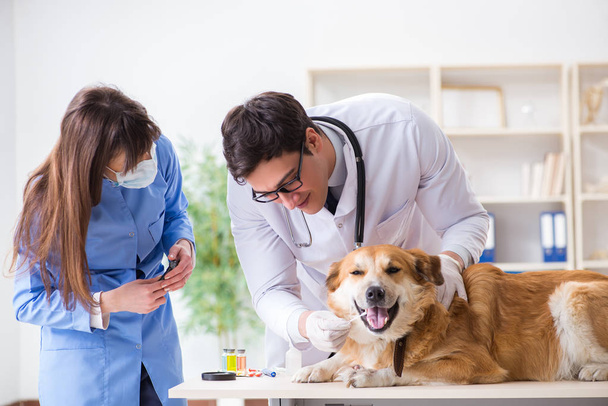 Lääkäri ja avustaja tarkistamassa kultainen noutaja koira vet cli - Valokuva, kuva