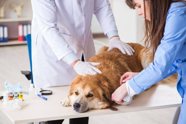 Doctor and assistant checking up golden retriever dog in vet cli - 写真・画像