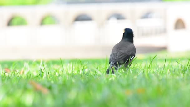Myna standing on the lawn are find food to eat in the park. - Footage, Video