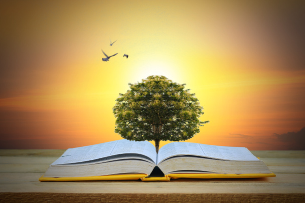 Bilgelik, eğitim ve bilgi kavramı, kitap üzerinde büyüyen ağaç - Fotoğraf, Görsel