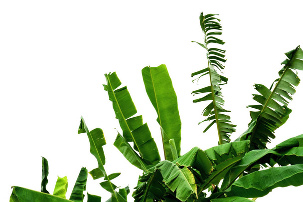 folha de banana verde, textura de folhagem tropical verde isolado no fundo branco do arquivo com Clipping Path
 . - Foto, Imagem