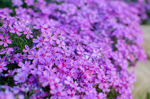 Λίγα λουλούδια ανθισμένα phlox ροζ με  - Φωτογραφία, εικόνα