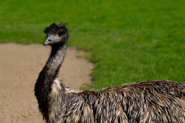 Австралійський Emu (Dromaius novaehollandiae) - Фото, зображення