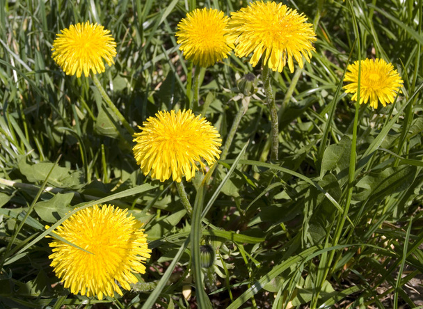 Baharda karahindiba çiçekler - Fotoğraf, Görsel