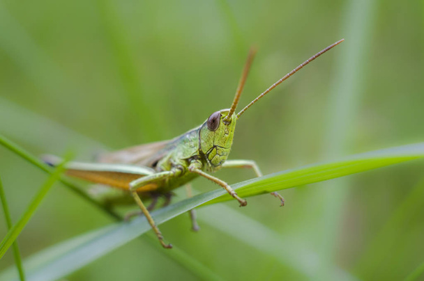 Grasshopper sitting on a grass-stalk in meadow close-up shot - Photo, Image