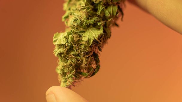 Close Up Marijuana Buds in mans hand  with warm background. Medical marijuana bud - Photo, Image