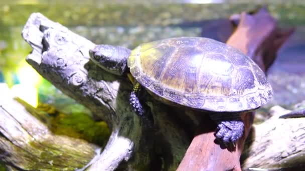 Turtle sitting on a tree in the water - Filmagem, Vídeo