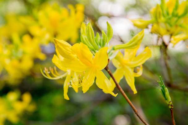 Azalea blooming with yellow flowers - Foto, Imagen