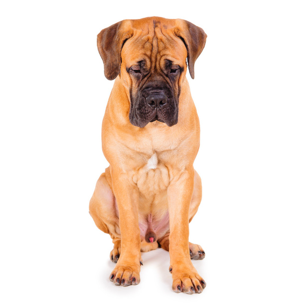 punainen koiranpentu bullmastiff
 - Valokuva, kuva