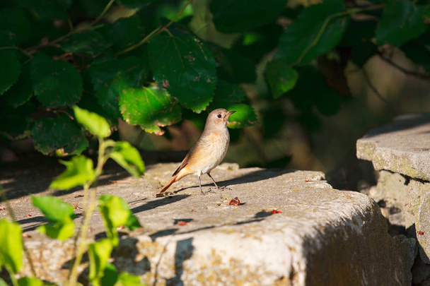 Nightingale in city park - Photo, Image