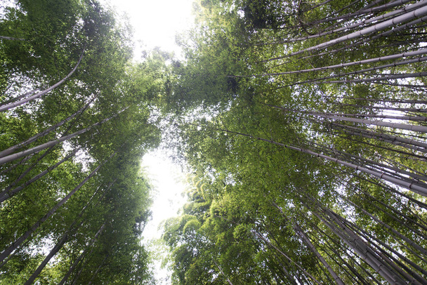 Beautiful Arashiyama Bamboo Forest in Kyoto, Japan - Fotoğraf, Görsel